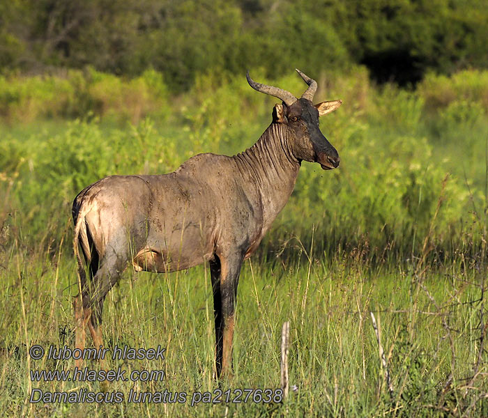 Damaliscus_lunatus_pa2127636