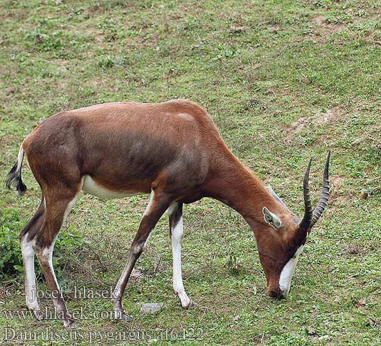 Damaliscus pygargus Bontebok Buvolec pestrý Buntbock Blesbok Bläsbock 白纹牛羚 Vadászantilop ボンテボック Бубал беломордый бентбок