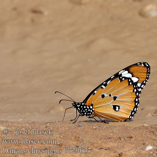 Danaus chrysippus Danaus východní Plain Tiger 樺斑蝶 Petit Monarque Kleine monarchvlinder Monarca africano カバマダラ Kleine Monarch Afrikanischer Monarcha złocisty Kleine monarchvlinder Mariposa tigre Sultan Välimerenmonarkki Даная хризипп Monarhul african