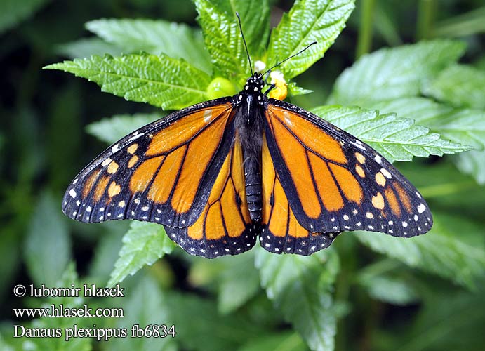 Danaus stěhovavý Бабочка данаида монарх Danaus plexippus Monarch Butterfly Monarkki Monarcha amerykański Monarchvlinder Monarque Monarcha stěhovavý Monark