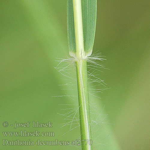 Danthonia decumbens Sieglingia Heath-grass Heath Grass