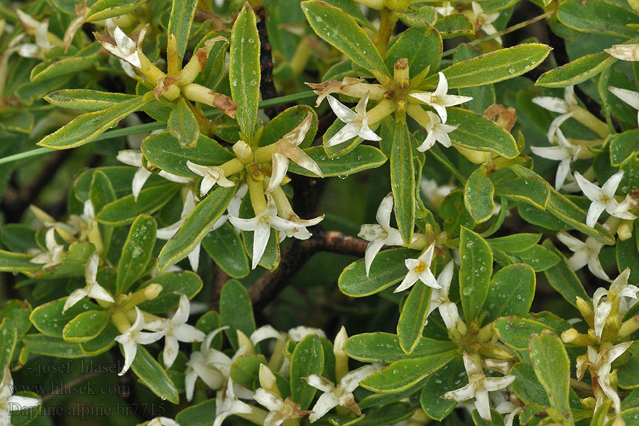 Daphne alpine