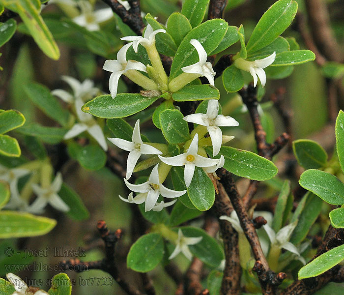 Daphne alpine