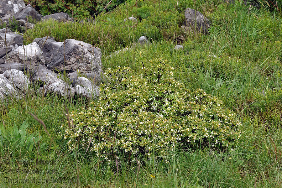 Daphne alpine