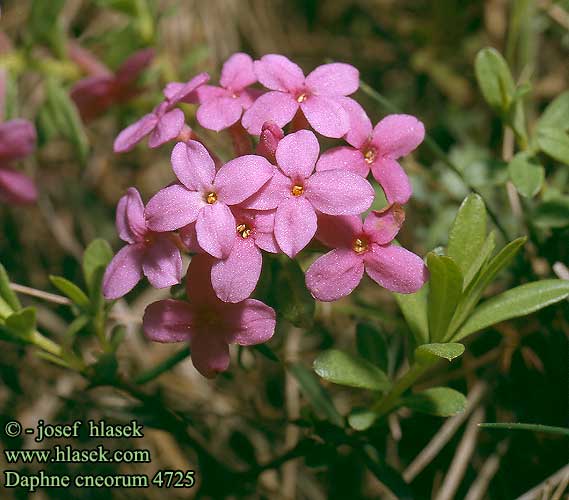 Daphne cneorum Garland flower Stenrose Stendafne Sten-Dafne