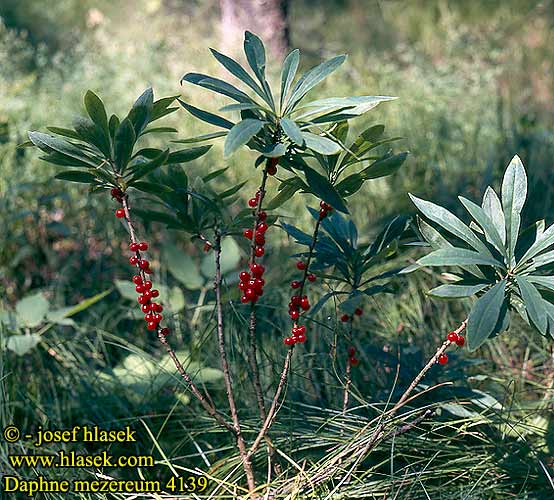 Daphne mezereum Mezereon February Daphne Pebertræ Näsiä Tavallinen