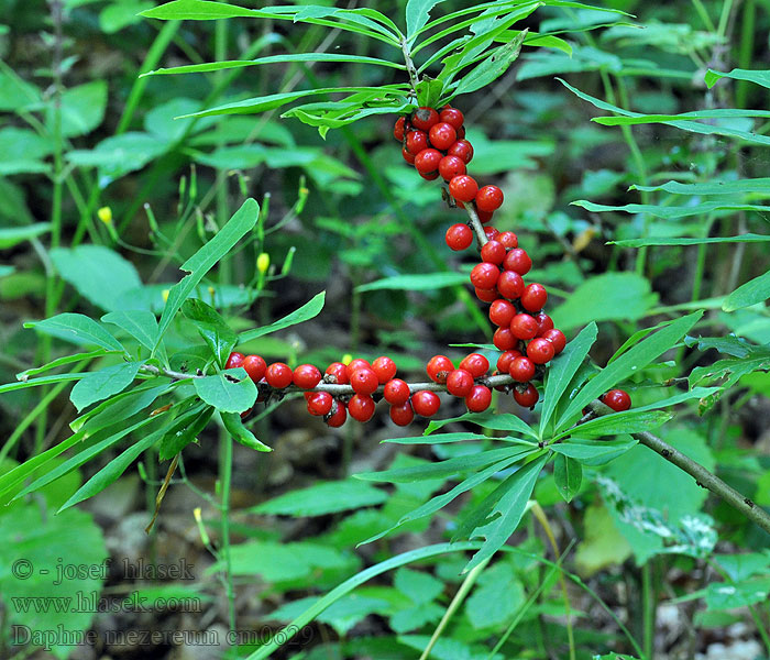 Daphne mezereum