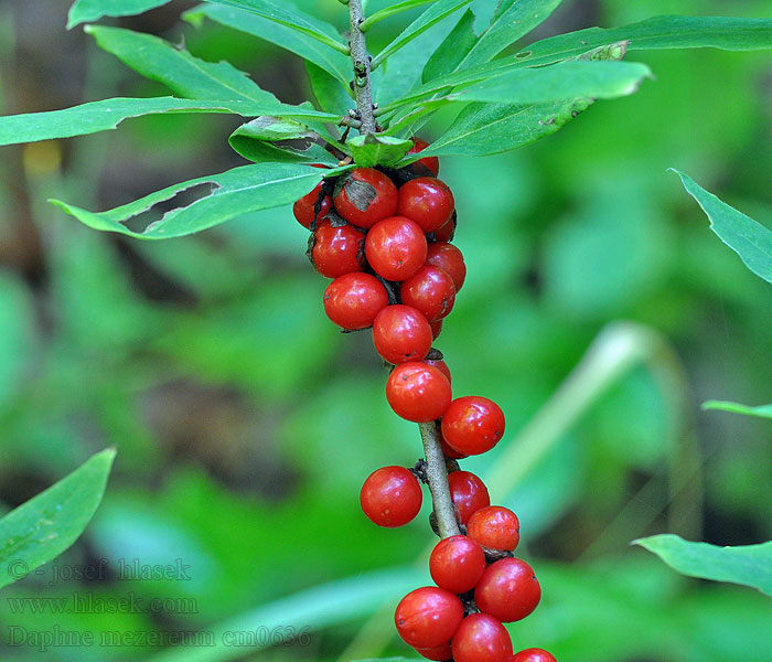 Daphne mezereum