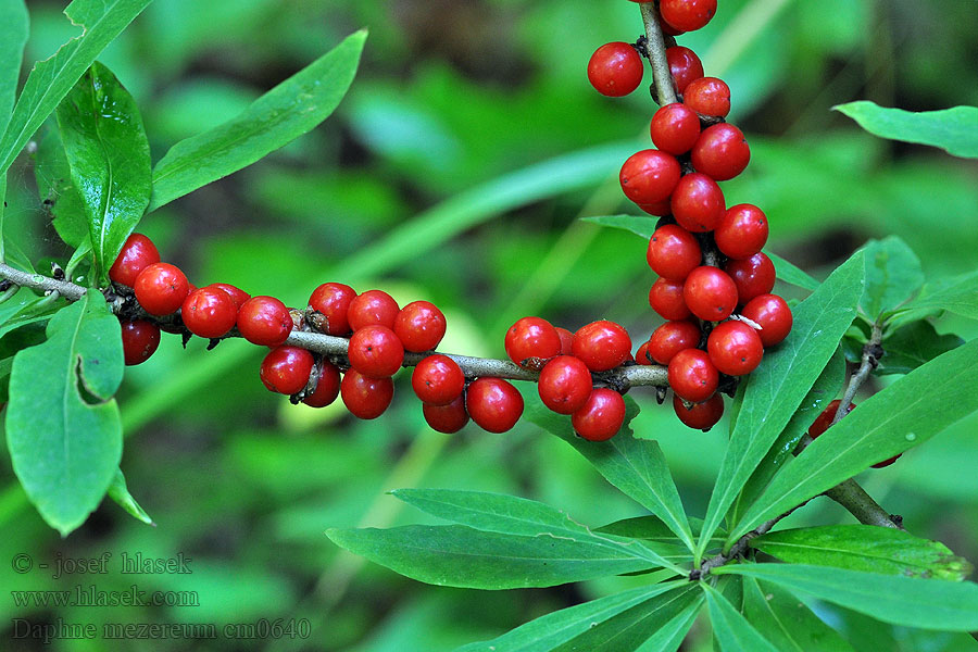 Daphne mezereum