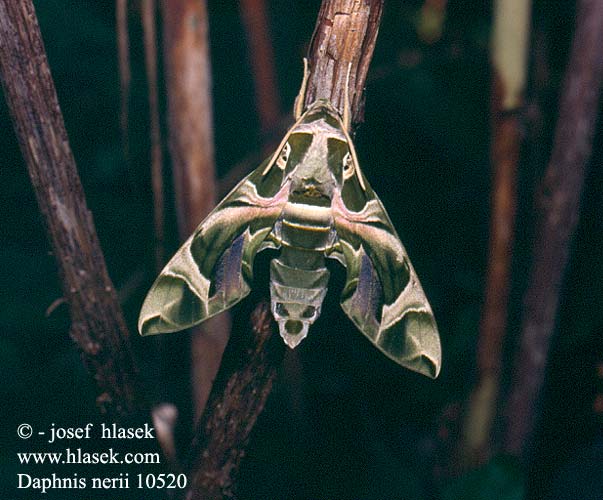 Daphnis nerii Oleander Hawk-moth Oleanterikiitäjä Sphinx Laurier-rose