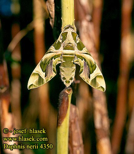 Daphnis nerii 4350 UK: Oleander Hawk-moth FI: Oleanterikiitäjä FR: Sphinx du Laurier-rose DE: Oleanderschwärmer CZ: lišaj oleandrový ES: Esfinge de la Adelfa SE: Oleandersvärmare SYN: Oleandrisuru JP: キョウチクトウスズメ NL: Oleanderpijlstaart IT: Sfinge dell'oleandro HU: Oleánder szender PL: Zmrocznik oleandrowiec RU: бражник олеандровый