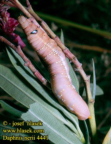 Daphnis nerii 4441 UK: Oleander Hawk-moth FI: Oleanterikiitäjä FR: Sphinx du Laurier-rose DE: Oleanderschwärmer CZ: lišaj oleandrový ES: Esfinge de la Adelfa SE: Oleandersvärmare SYN: Oleandrisuru JP: キョウチクトウスズメ NL: Oleanderpijlstaart IT: Sfinge dell'oleandro HU: Oleánder szender PL: Zmrocznik oleandrowiec RU: бражник олеандровый