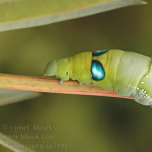 Daphnis nerii Oleandersvärmare Oleandrisuru キョウチクトウスズメ