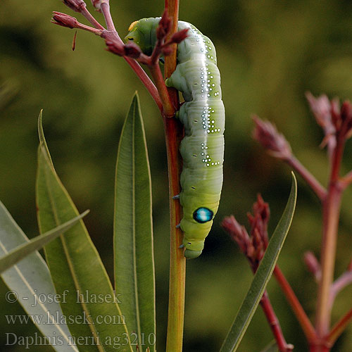 Daphnis nerii キョウチクトウスズメ Oleanderpijlstaart