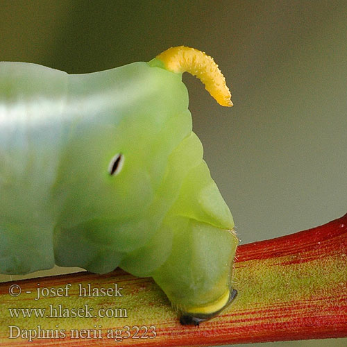 Daphnis nerii キョウチクトウスズメ Oleanderpijlstaart