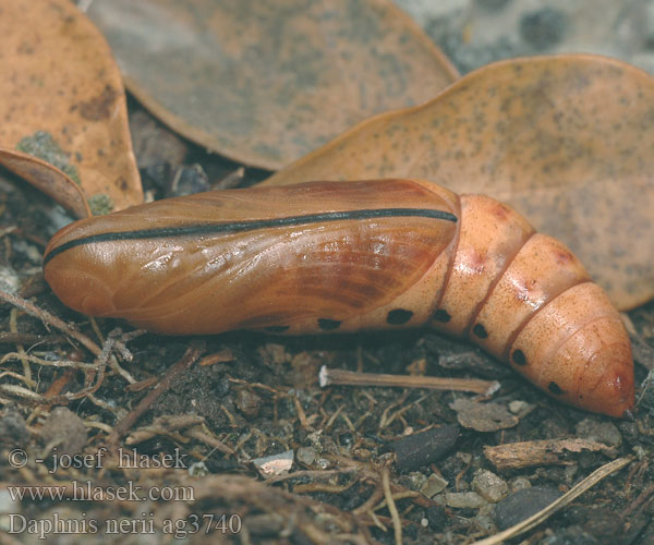 Daphnis nerii бражник олеандровый Oleander Hawk-moth