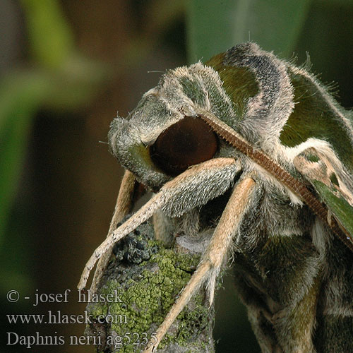 Daphnis nerii Sphinx Laurier-rose Oleanderschwärmer Lišaj oleandrový