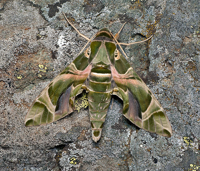 Daphnis nerii