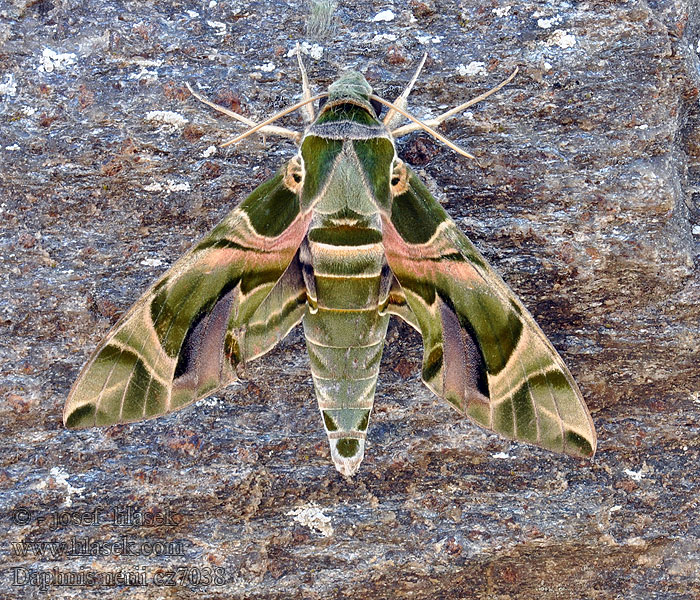 Daphnis nerii