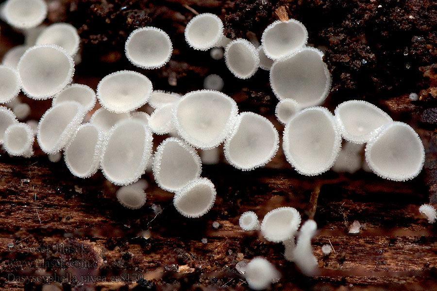 Dasyscyphella nivea Chlupáček sněhobílý Schneeweiße Haarbecherchen