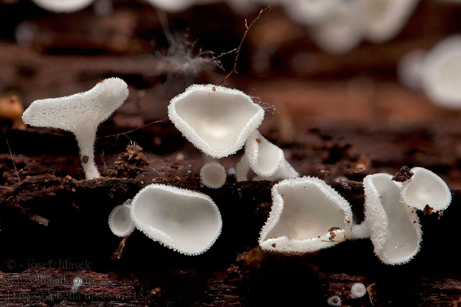 Dasyscyphella nivea Sneeuwwit franjekelkje Chlpáčik snehobiely