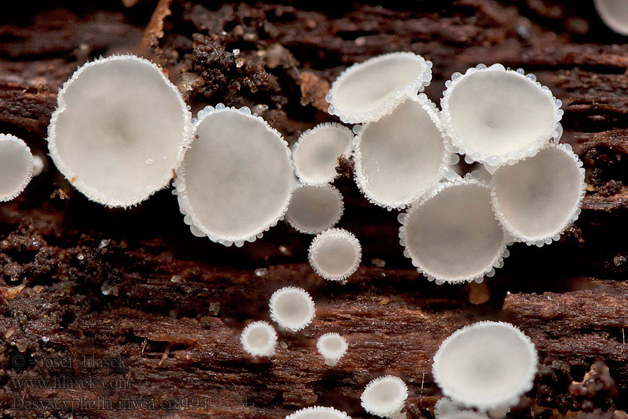 Dasyscyphella nivea Hvid frynseskive Hófehér csészegombácska