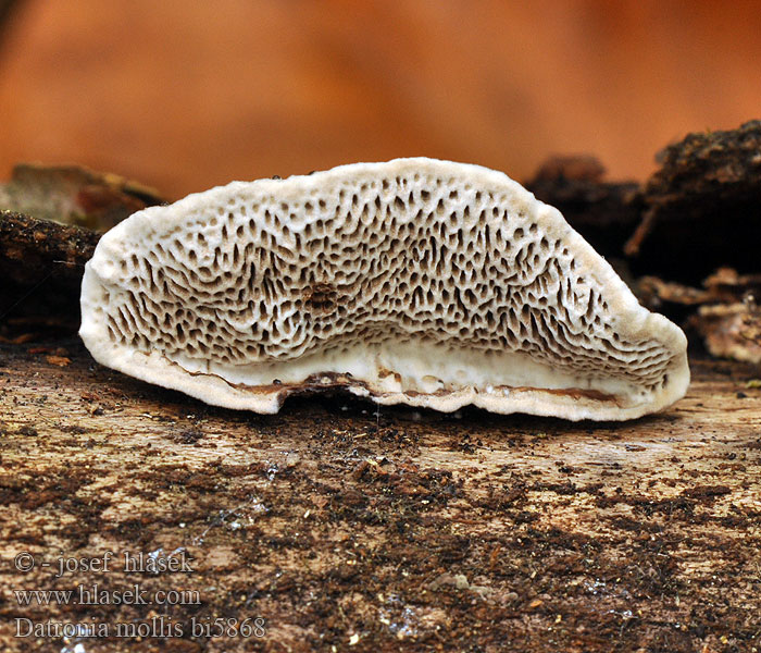 Datronia mollis bi5868