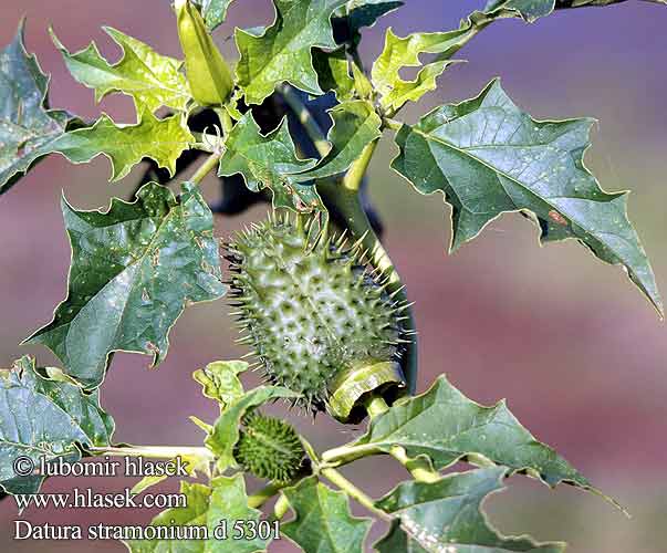 Datura stramonium Piggeple Дурман обыкновенный Figueira inferno