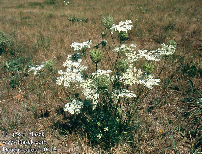 Daucus carota UK: Wild carrot DA: Vild Gulerod FI: Porkkana FR: Carotte NL:  wortelen IT: Carota selvatica HU: Vadmurok vadsárgarépa DE: Wilde Möhre PL: marchew zwyczajna SK: mrkva obyčajná CZ: mrkev obecná ES: Zanahoria SE: Morot