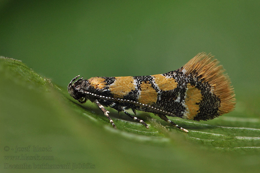 Zdobka Borkhausenova Decantha borkhausenii