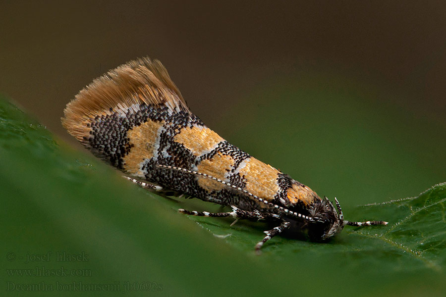 Decantha borkhausenii Oecophora Guldfläckpraktmal