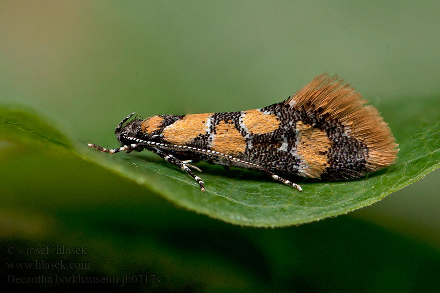 Decantha borkhausenii Oecophora Guldfläckspraktmal