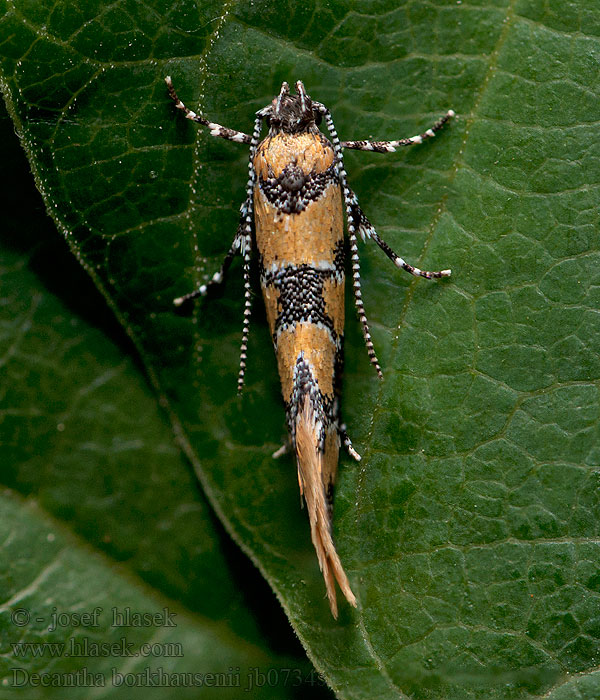 Decantha borkhausenii Oecophora Zdobka Borkhausenova