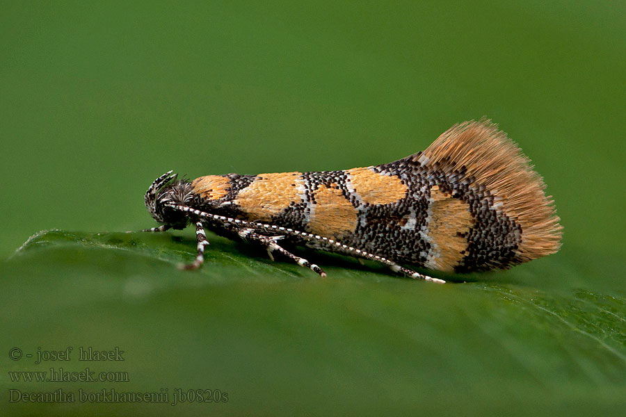 Decantha borkhausenii