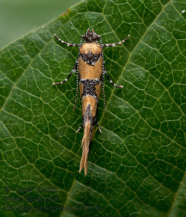 Decantha borkhausenii