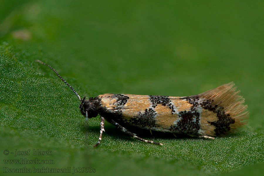 Decantha borkhausenii