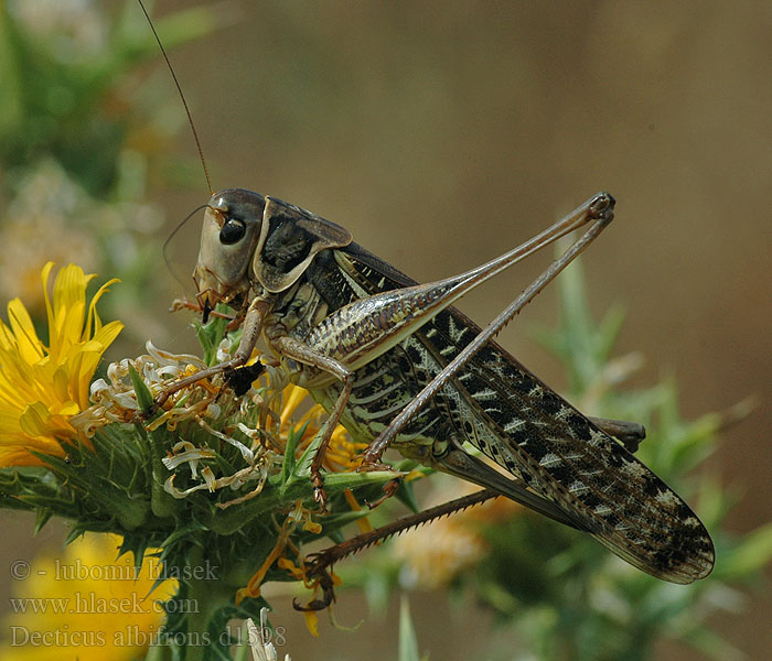 Decticus albifrons Südlicher Warzenbeißer Southern wartbiter wart biter