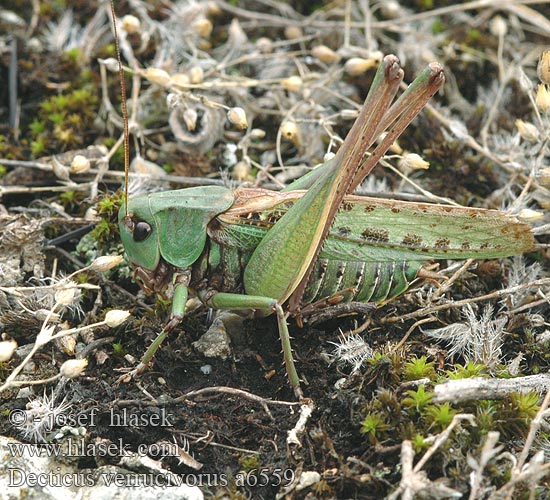 Decticus verrucivorus Wart-biter cricket Kobylka hnědá