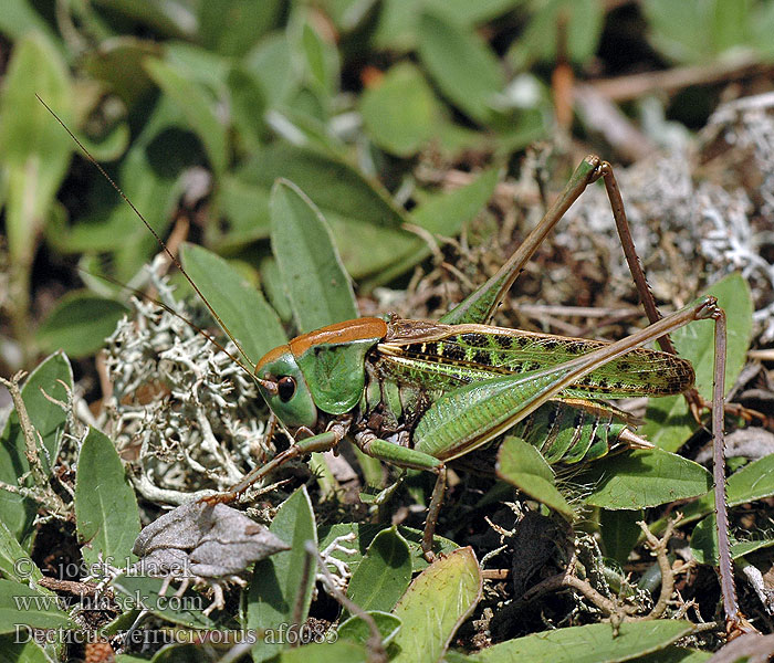 Decticus verrucivorus Wart-biter cricket