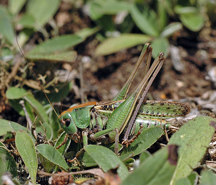 Decticus verrucivorus Kobylka hnědá