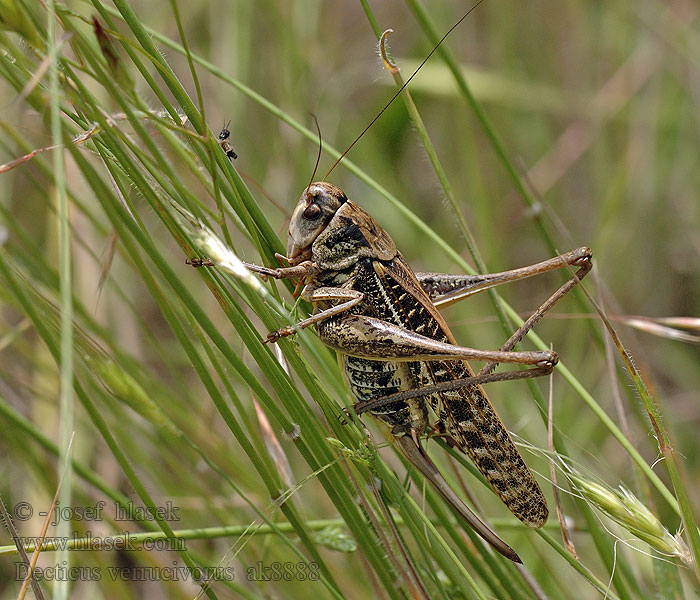 Decticus verrucivorus