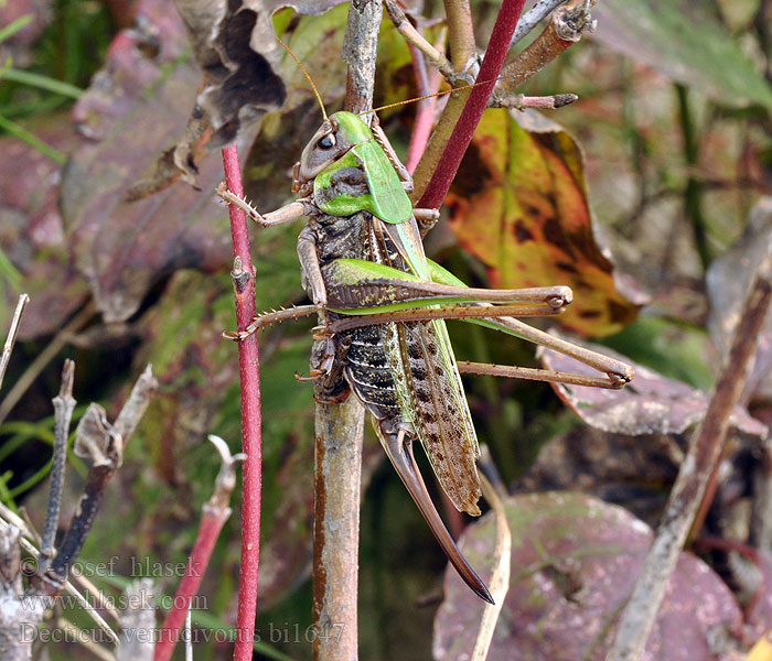 Decticus verrucivorus Warzenbeißer