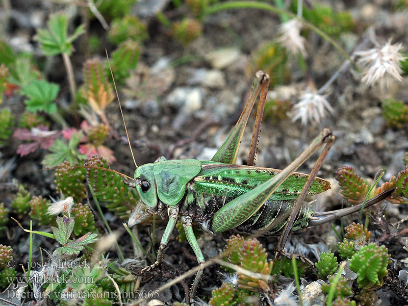 Decticus verrucivorus Кузнечик серый Пъстър скакалец