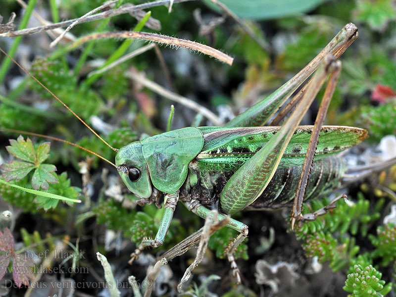 Decticus verrucivorus Margasis žiogas Vortebideren