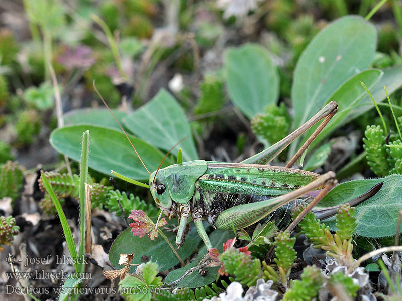 Decticus verrucivorus Niittyhepokatti Dectique verrucivore