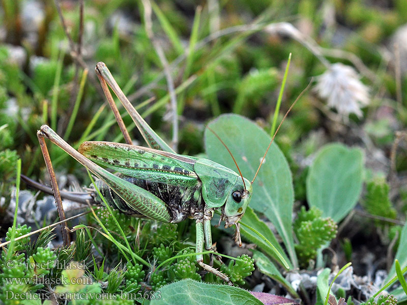 Decticus verrucivorus Szemölcsevő szöcske Wrattenbijter