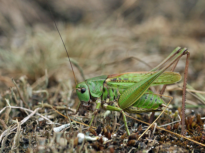 Decticus verrucivorus Łatczyn brodawnik