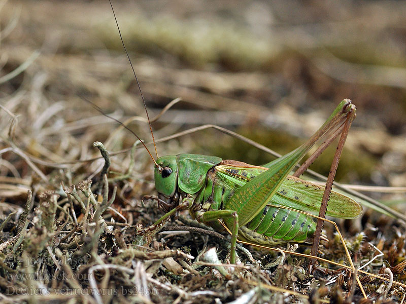 Decticus verrucivorus Stor vårtbitare カラフトキリギリス