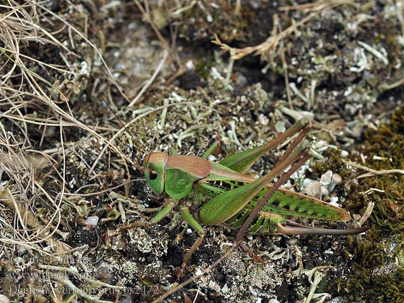 Decticus verrucivorus Kobylka hryzavá Стрибун сірий