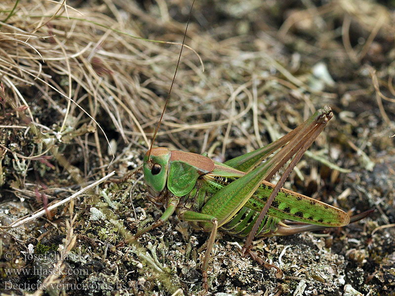 Decticus verrucivorus Kobylka hnědá